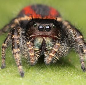 Pest_Control_NJ_New_Jersey_Exterminators (1)