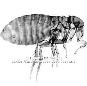 Pest_Control_NJ_New_Jersey_Exterminators (13)