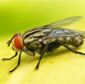 Pest_Control_NJ_New_Jersey_Exterminators (15)