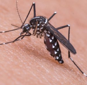 Pest_Control_NJ_New_Jersey_Exterminators (16)