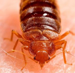 Pest_Control_NJ_New_Jersey_Exterminators (4)
