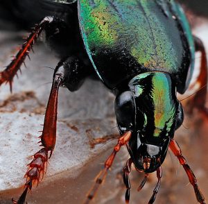 Pest_Control_NJ_New_Jersey_Exterminators (5)