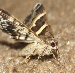 Pest_Control_NJ_New_Jersey_Exterminators (7)