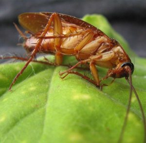 Pest_Control_NJ_New_Jersey_Exterminators (8)