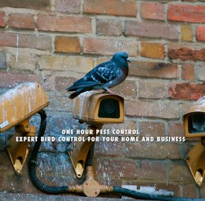 Pest_Control_NJ_New_Jersey_Exterminators_bird_removal