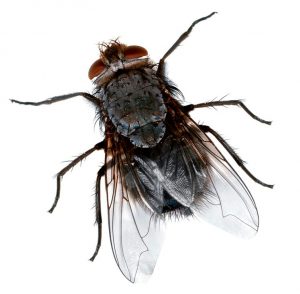 Pest_Control_NJ_New_Jersey_Exterminators_flies