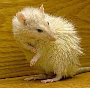 Pest_Control_NJ_New_Jersey_Exterminators_mice